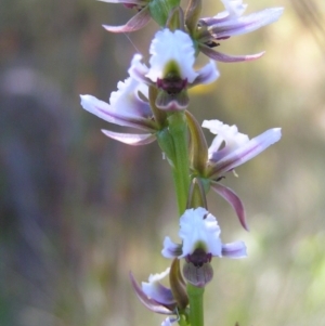 Paraprasophyllum alpestre at Cotter River, ACT - 12 Feb 2018