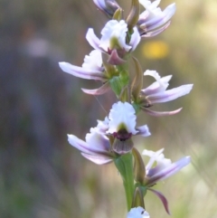 Paraprasophyllum alpestre at Cotter River, ACT - 12 Feb 2018