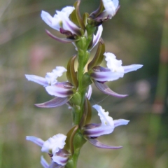 Paraprasophyllum alpestre at Cotter River, ACT - 12 Feb 2018