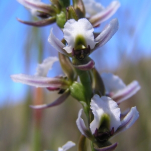 Prasophyllum alpestre at Cotter River, ACT - 12 Feb 2018