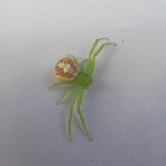 Lehtinelagia sp. (genus) (Flower Spider or Crab Spider) at Kambah, ACT - 14 Feb 2018 by MatthewFrawley