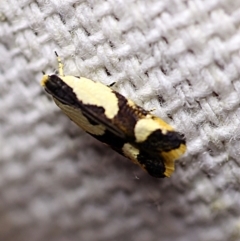 Ardozyga telopis at O'Connor, ACT - 7 Feb 2018 08:58 PM