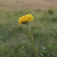 Craspedia variabilis (Common Billy Buttons) at Conder, ACT - 3 Feb 2018 by michaelb