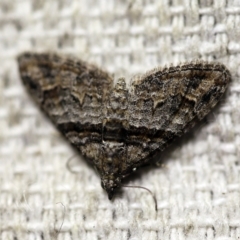 Phrissogonus laticostata (Apple looper moth) at O'Connor, ACT - 7 Feb 2018 by ibaird