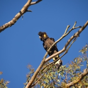 Zanda funerea at Wamboin, NSW - 18 Oct 2016