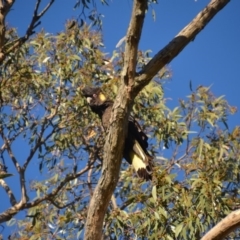 Zanda funerea at Wamboin, NSW - 18 Oct 2016