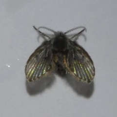 Psychodidae sp. (family) (Moth Fly, Drain Fly) at Kambah, ACT - 12 Feb 2018 by HarveyPerkins