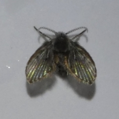 Psychodidae sp. (family) (Moth Fly, Drain Fly) at Kambah, ACT - 13 Feb 2018 by HarveyPerkins