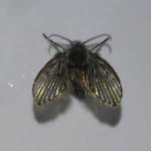 Psychodidae sp. (family) at Kambah, ACT - 13 Feb 2018