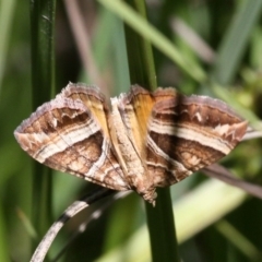 Chrysolarentia conifasciata (Broad-banded Carpet) at Lower Cotter Catchment - 12 Feb 2018 by HarveyPerkins