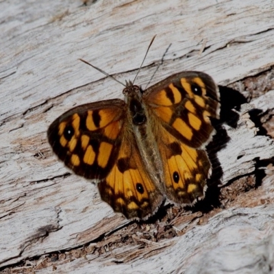 Geitoneura klugii (Marbled Xenica) at Cotter River, ACT - 11 Feb 2018 by HarveyPerkins