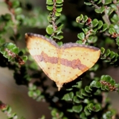 Chrysolarentia polyxantha (Yellow Carpet Moth) at Cotter River, ACT - 12 Feb 2018 by HarveyPerkins