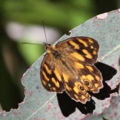 Heteronympha solandri (Solander's Brown) at Cotter River, ACT - 11 Feb 2018 by HarveyPerkins