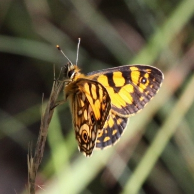 Oreixenica lathoniella (Silver Xenica) at Cotter River, ACT - 12 Feb 2018 by HarveyPerkins