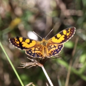 Oreixenica lathoniella at Cotter River, ACT - 12 Feb 2018