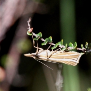 Hednota species near grammellus at Cotter River, ACT - 12 Feb 2018