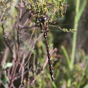 Austroaeschna pulchra at Cotter River, ACT - 12 Feb 2018 09:52 AM