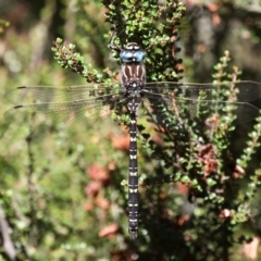 Austroaeschna inermis (Whitewater Darner) at Namadgi National Park - 11 Feb 2018 by HarveyPerkins