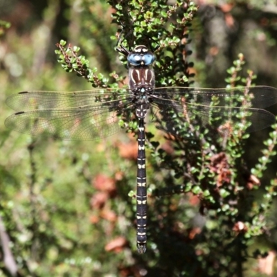 Austroaeschna inermis (Whitewater Darner) at Namadgi National Park - 11 Feb 2018 by HarveyPerkins