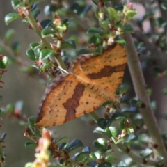 Chrysolarentia polyxantha (Yellow Carpet Moth) at Cotter River, ACT - 12 Feb 2018 by HarveyPerkins