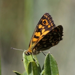 Oreixenica orichora at Cotter River, ACT - 12 Feb 2018