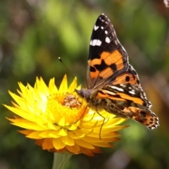 Vanessa kershawi (Australian Painted Lady) at Cotter River, ACT - 12 Feb 2018 by HarveyPerkins