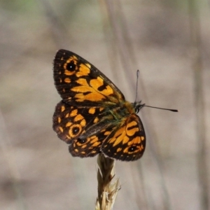 Oreixenica orichora at Cotter River, ACT - 12 Feb 2018 10:59 AM