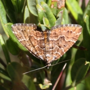 Chrysolarentia heliacaria at Cotter River, ACT - 12 Feb 2018 11:07 AM