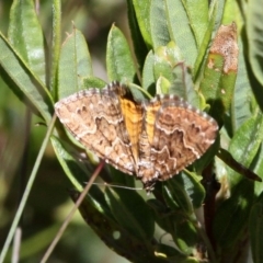 Chrysolarentia heliacaria at Cotter River, ACT - 12 Feb 2018 11:07 AM