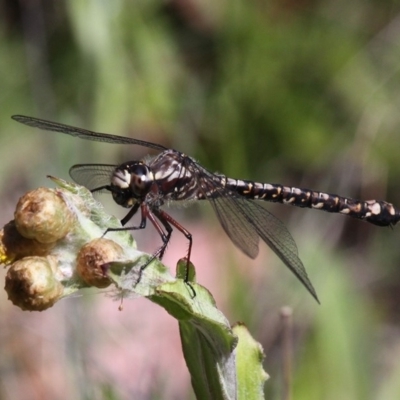 Austroaeschna atrata (Mountain Darner) at Namadgi National Park - 12 Feb 2018 by HarveyPerkins