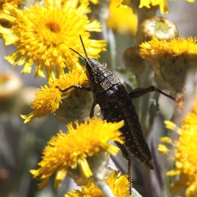 Monistria concinna (Southern Pyrgomorph) at Cotter River, ACT - 12 Feb 2018 by HarveyPerkins