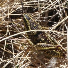 Monistria concinna at Cotter River, ACT - 12 Feb 2018