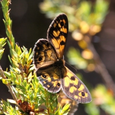 Heteronympha cordace (Bright-eyed Brown) at Cotter River, ACT - 12 Feb 2018 by HarveyPerkins