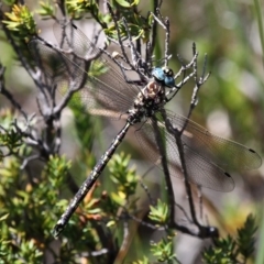 Austroaeschna flavomaculata (Alpine Darner) at Cotter River, ACT - 12 Feb 2018 by HarveyPerkins