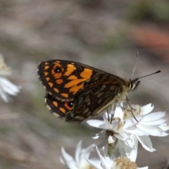 Oreixenica orichora (Spotted Alpine Xenica) at Cotter River, ACT - 12 Feb 2018 by HarveyPerkins