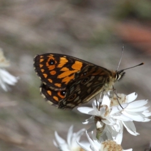 Oreixenica orichora at Cotter River, ACT - 12 Feb 2018 01:04 PM