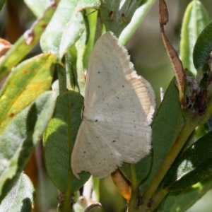 Scopula liotis at Namadgi National Park - 12 Feb 2018 01:12 PM