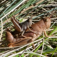 Percassa rugifrons (Mountain Grasshopper) at Namadgi National Park - 11 Feb 2018 by HarveyPerkins