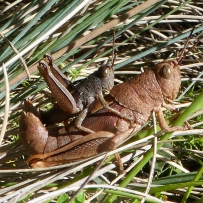 Percassa rugifrons (Mountain Grasshopper) at Cotter River, ACT - 11 Feb 2018 by HarveyPerkins