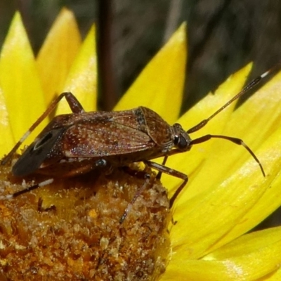 Miridae (family) (Unidentified plant bug) at Cotter River, ACT - 11 Feb 2018 by HarveyPerkins