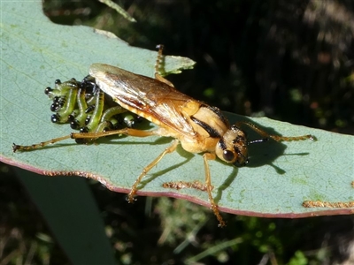 Pseudoperga guerinii (A sawfly) at Cotter River, ACT - 12 Feb 2018 by HarveyPerkins