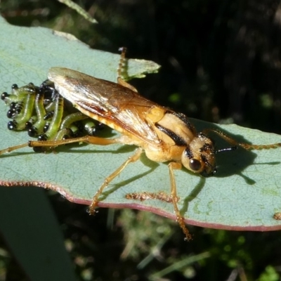 Pseudoperga guerinii (A sawfly) at Cotter River, ACT - 12 Feb 2018 by HarveyPerkins