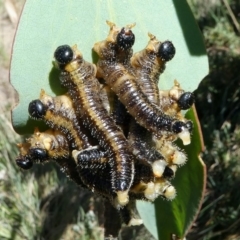 Pseudoperga sp. (genus) (Sawfly, Spitfire) at Cotter River, ACT - 11 Feb 2018 by HarveyPerkins