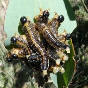 Pseudoperga sp. (genus) at Cotter River, ACT - 12 Feb 2018