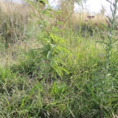 Gleditsia triacanthos at Molonglo River Reserve - 12 Feb 2018