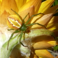 Australomisidia rosea (Rosy Flower Spider) at Cotter River, ACT - 11 Feb 2018 by HarveyPerkins