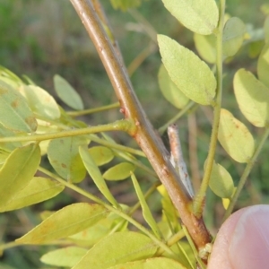 Gleditsia triacanthos at Molonglo River Reserve - 12 Feb 2018