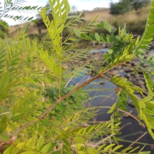 Gleditsia triacanthos at Molonglo River Reserve - 12 Feb 2018