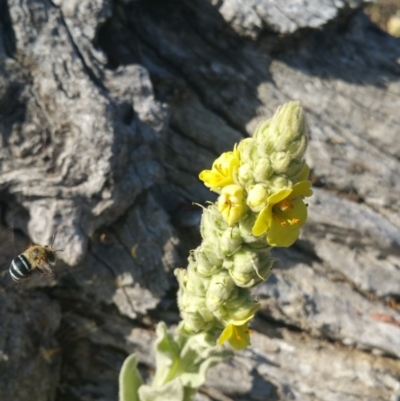 Amegilla sp. (genus) (Blue Banded Bee) at Red Hill Nature Reserve - 16 Feb 2018 by nath_kay