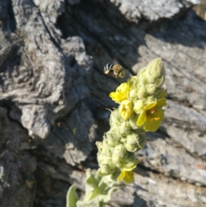 Amegilla sp. (genus) at Deakin, ACT - 17 Feb 2018